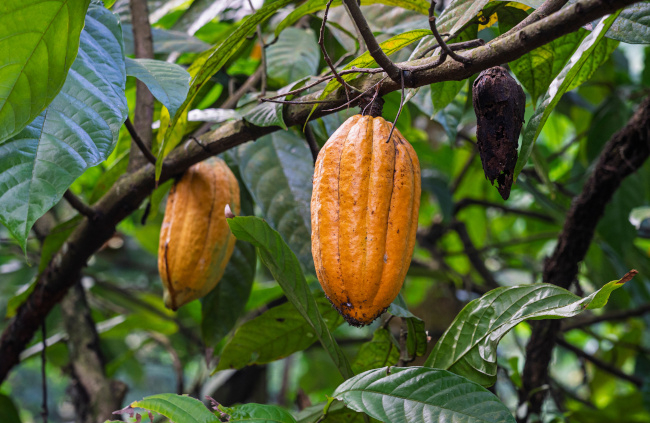 Entwaldungsfreie Lieferketten im E Commerce – Anforderungen, Standards und Handlungsempfehlungen 1 entwaldungsverordnung kakao ecommerce 13JFf1